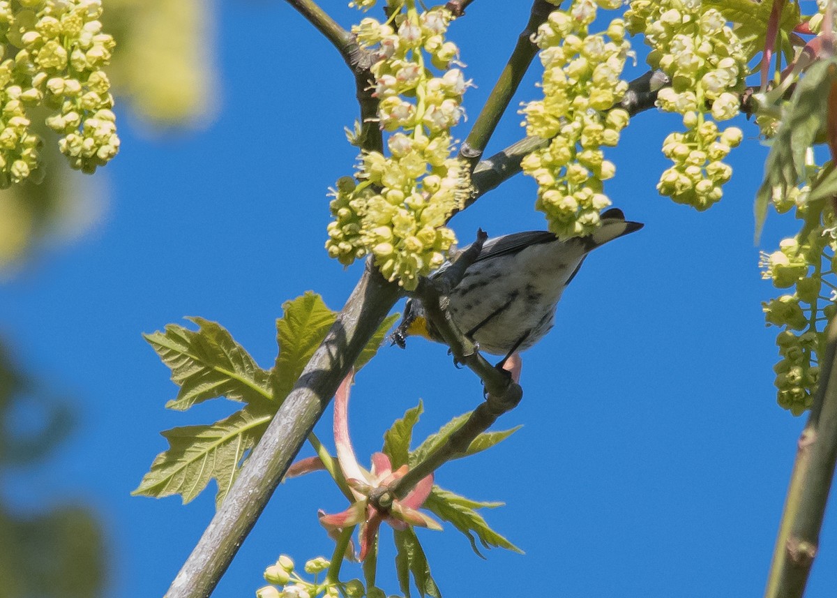 Yellow-rumped Warbler (Audubon's) - ML617578631