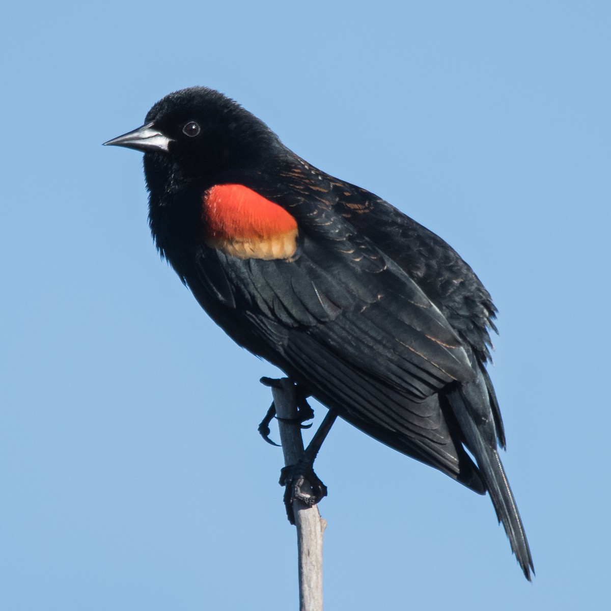 Red-winged Blackbird - ML617578638