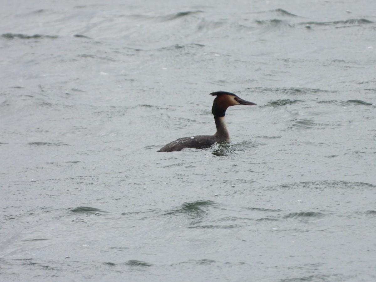 Great Crested Grebe - ML617578659