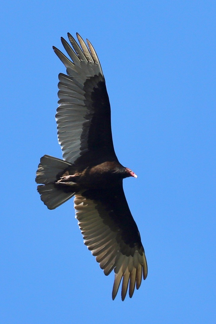 Turkey Vulture - JoAnn Dalley