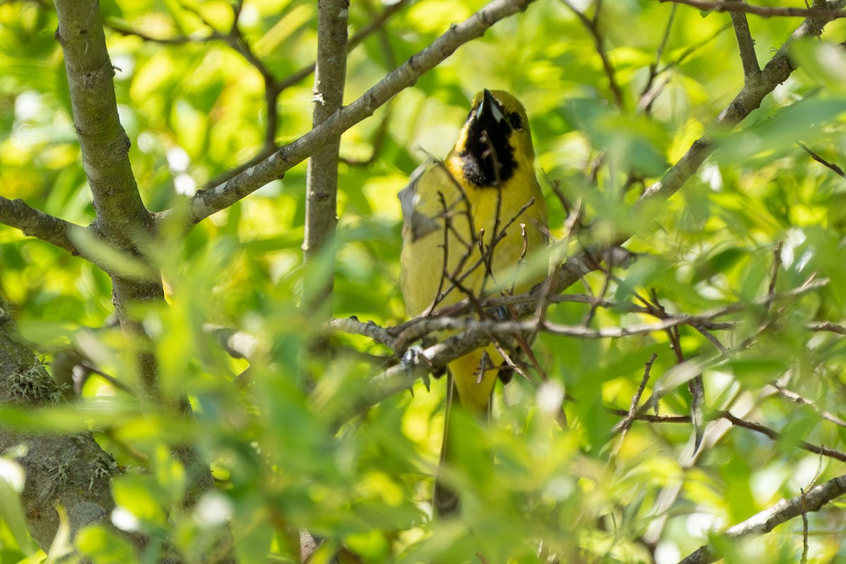 Orchard Oriole - ML617578672