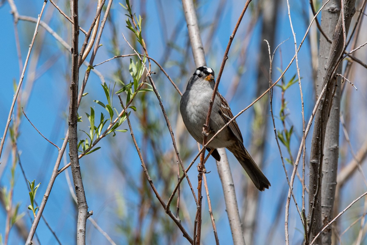 White-crowned Sparrow - ML617578720