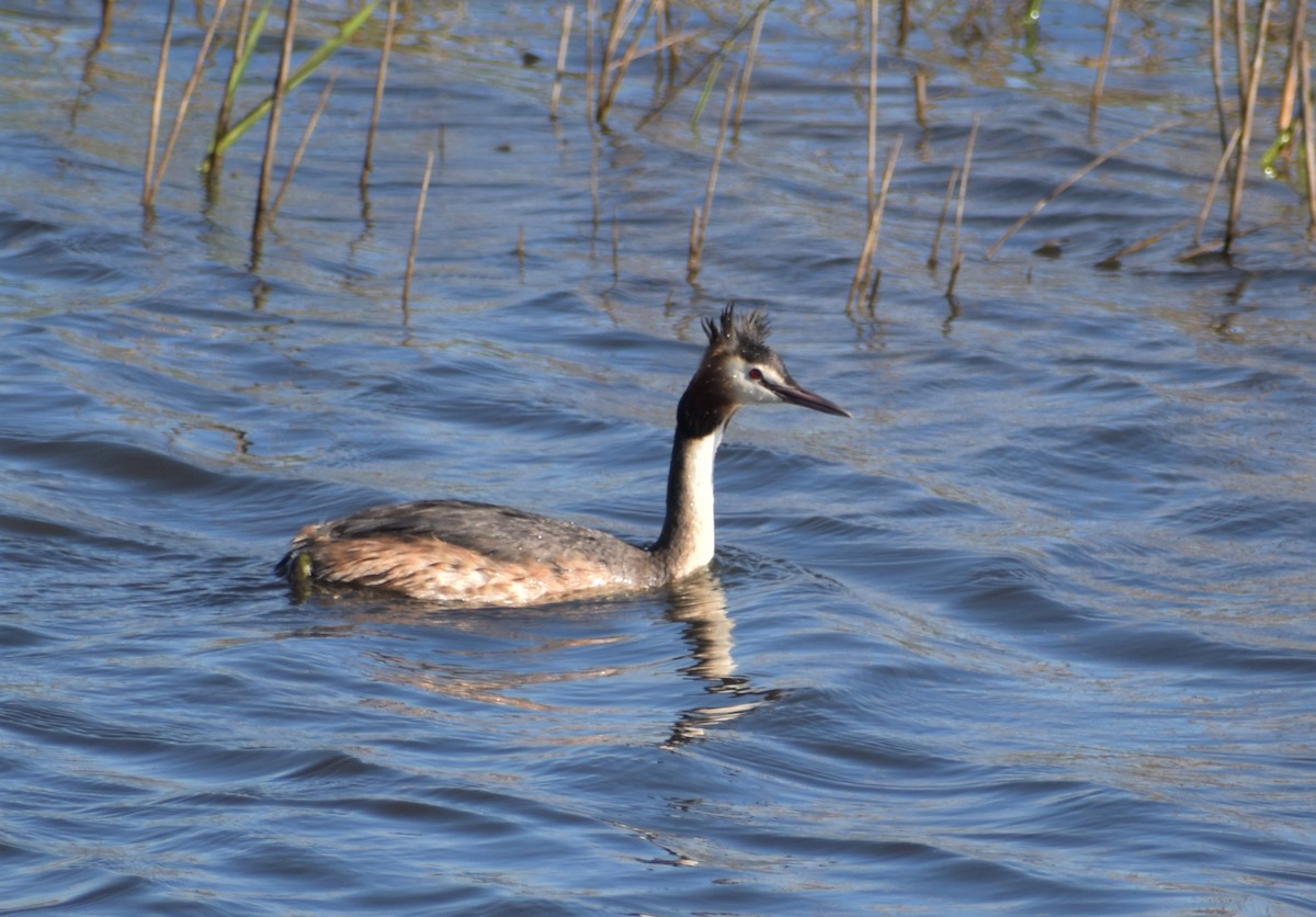 Great Crested Grebe - ML617578722
