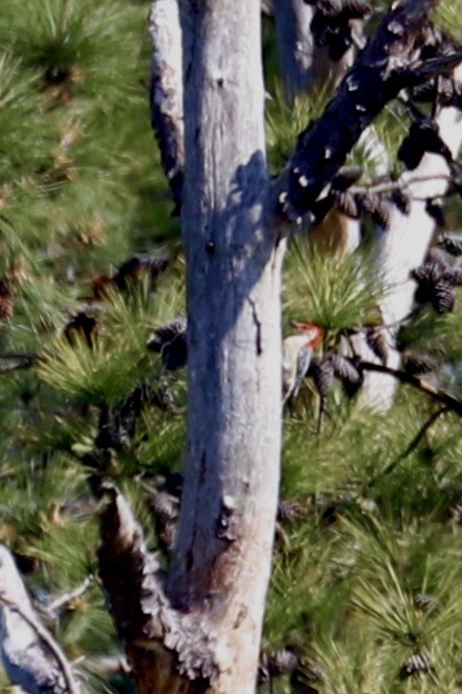 Red-bellied Woodpecker - JoAnn Dalley