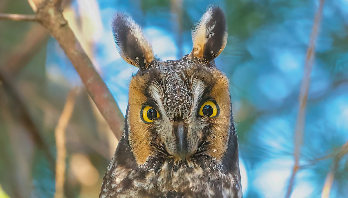 Long-eared Owl - Matt Mason