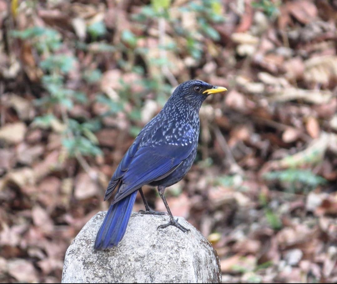Blue Whistling-Thrush - Swansy Afonso