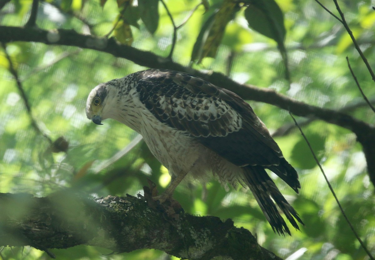 Crested Serpent-Eagle - ML617578780