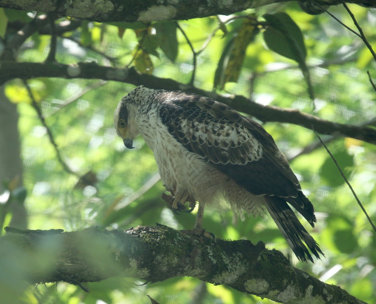 Crested Serpent-Eagle - ML617578782