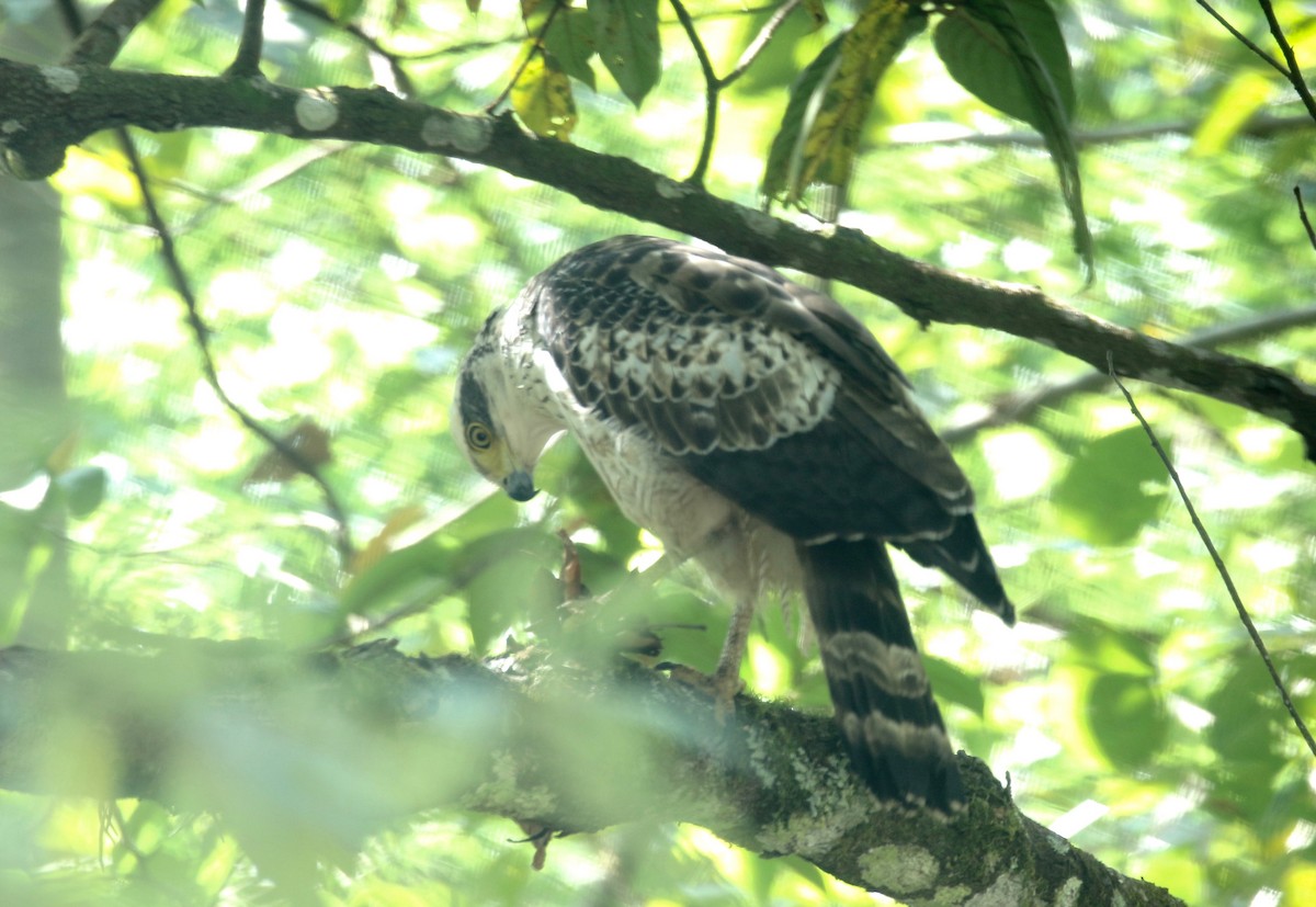 Crested Serpent-Eagle - ML617578783