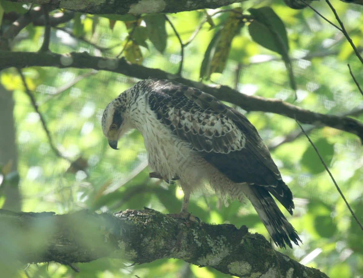 Crested Serpent-Eagle - Sandy Vorpahl