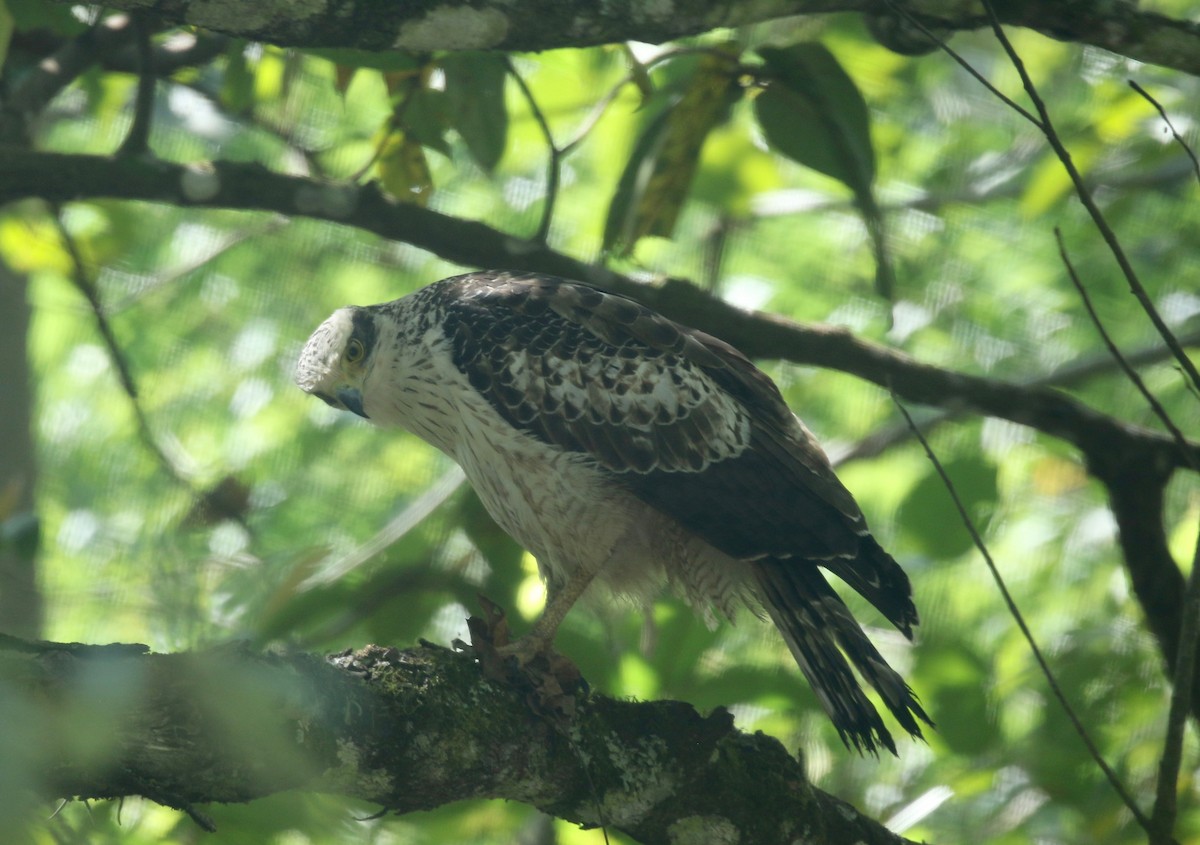 Crested Serpent-Eagle - ML617578786