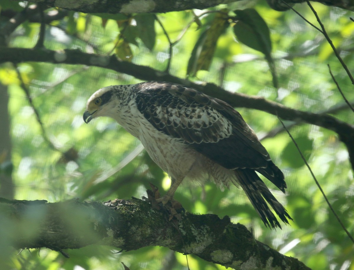 Crested Serpent-Eagle - ML617578787