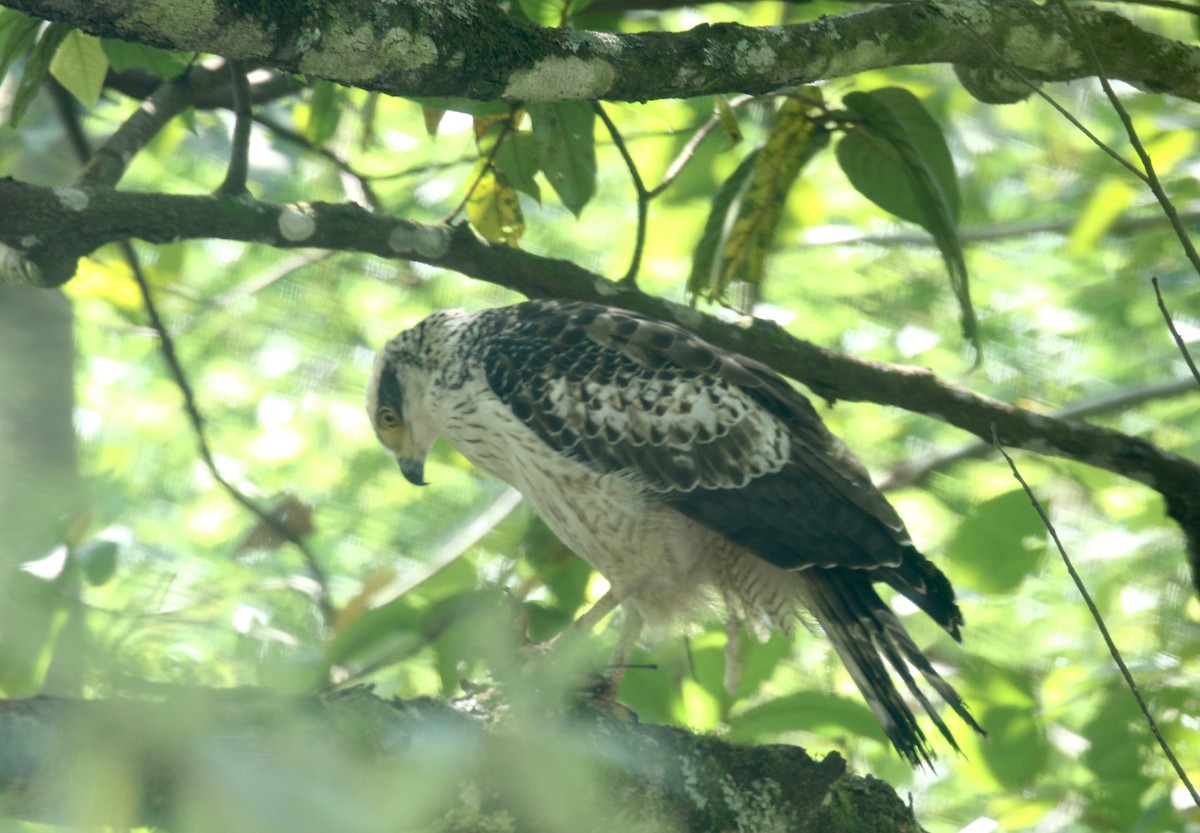 Crested Serpent-Eagle - ML617578788