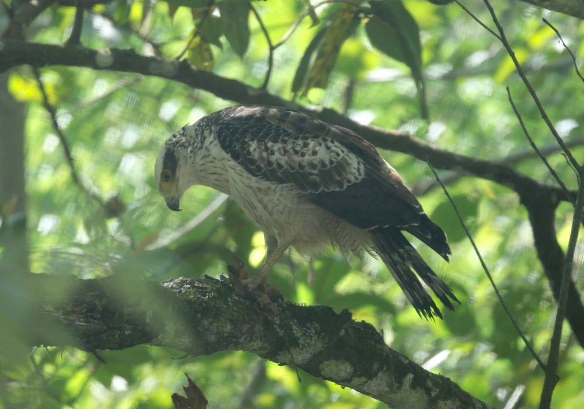 Crested Serpent-Eagle - ML617578789