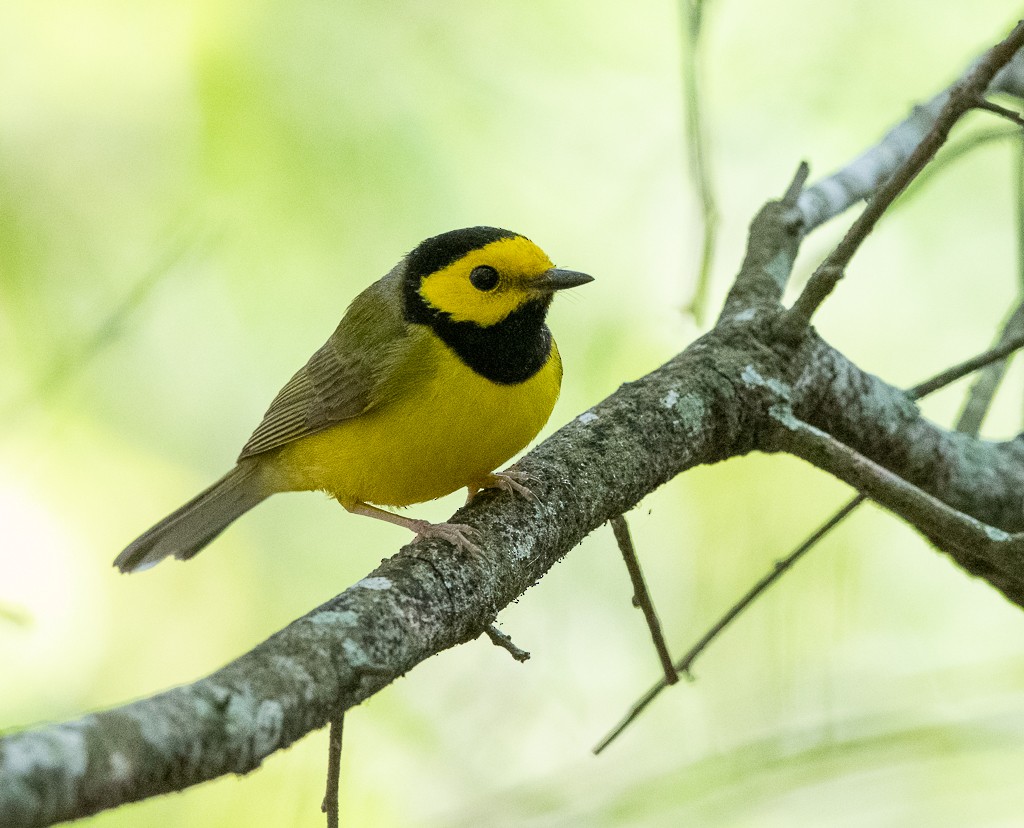 Hooded Warbler - Kevin Rutherford