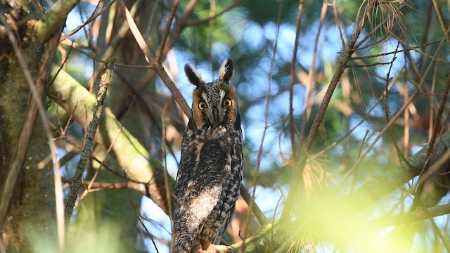 Long-eared Owl - ML617578810