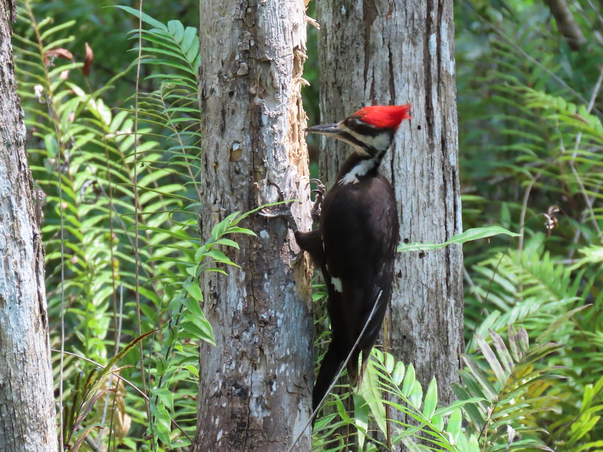 Pileated Woodpecker - ML617578822