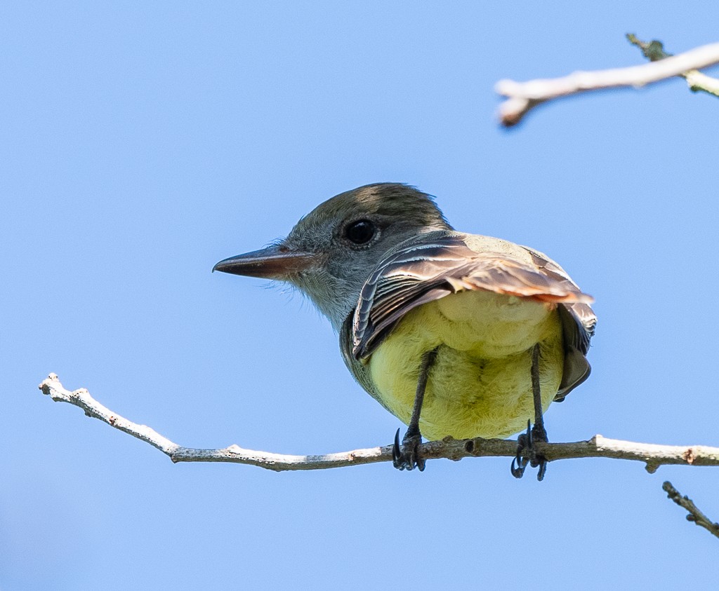 Great Crested Flycatcher - ML617578834