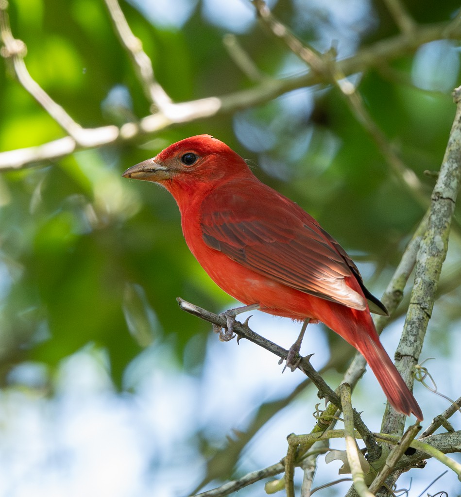 Summer Tanager - Kevin Rutherford