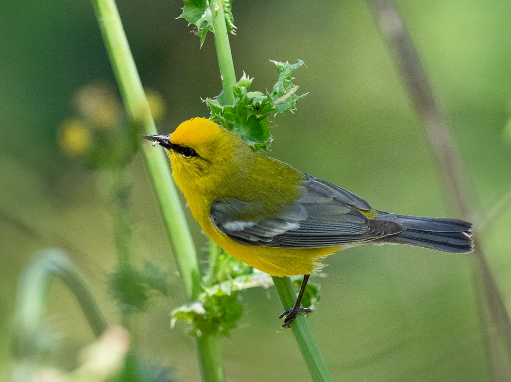 Blue-winged Warbler - Kevin Rutherford