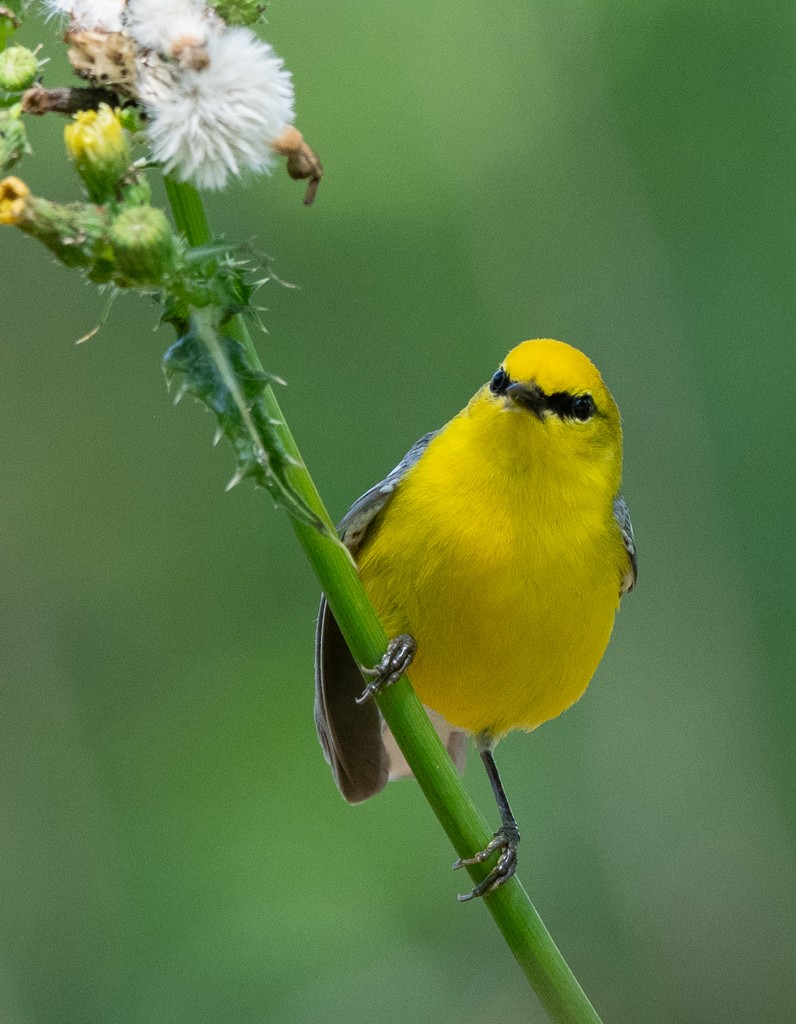 Blue-winged Warbler - Kevin Rutherford