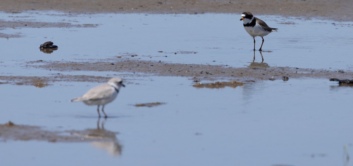Semipalmated Plover - ML617578944