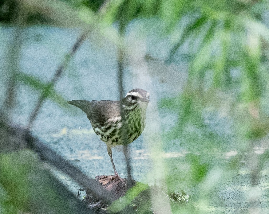 Northern Waterthrush - Kevin Rutherford