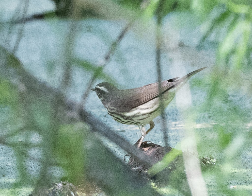 Northern Waterthrush - Kevin Rutherford