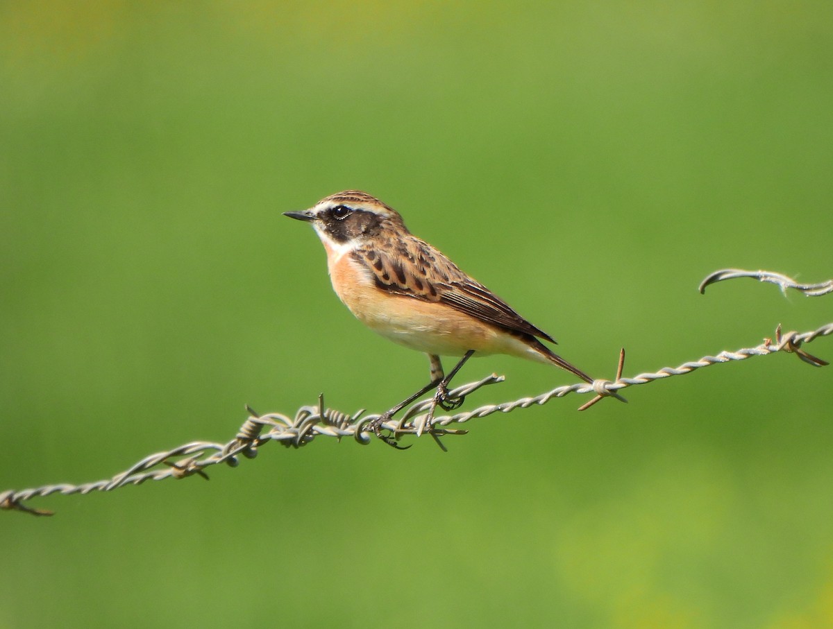 Whinchat - ML617578985
