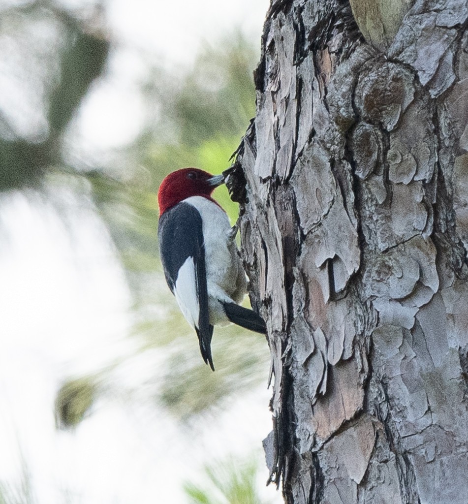 Red-headed Woodpecker - Kevin Rutherford