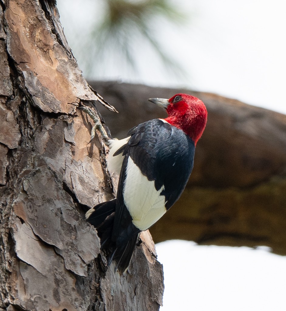 Red-headed Woodpecker - Kevin Rutherford