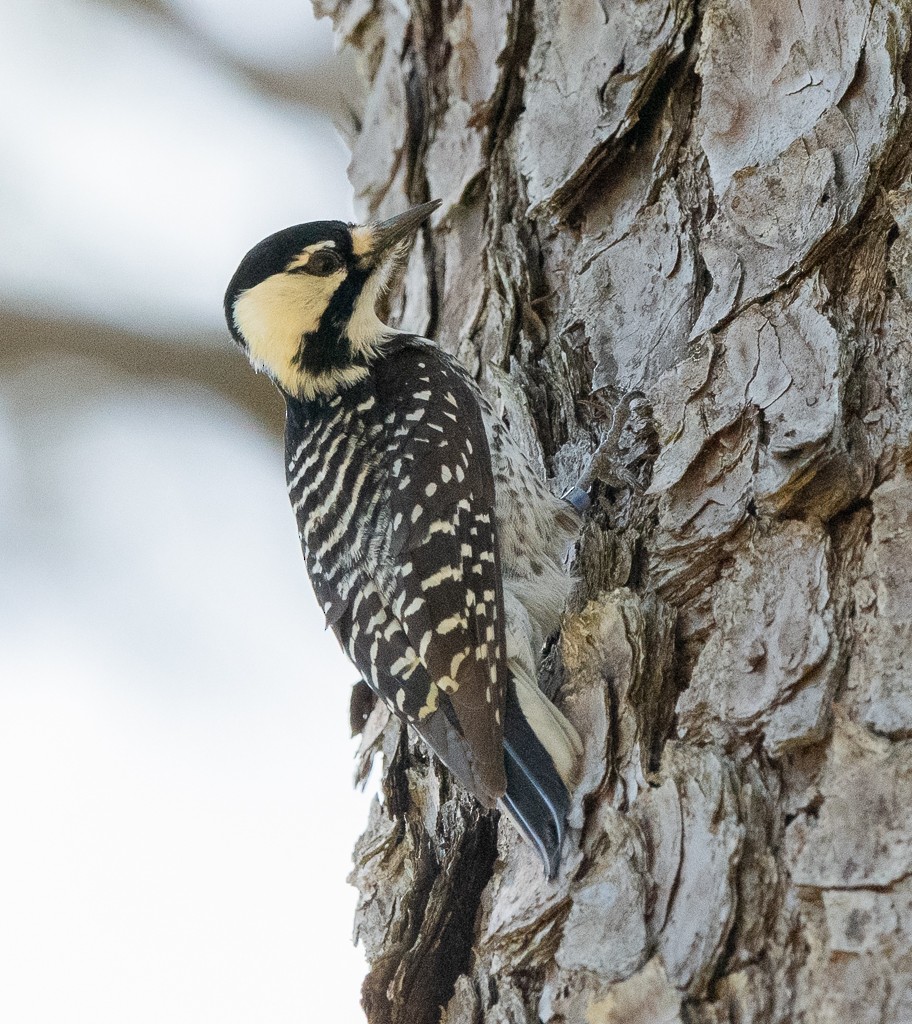 Red-cockaded Woodpecker - Kevin Rutherford