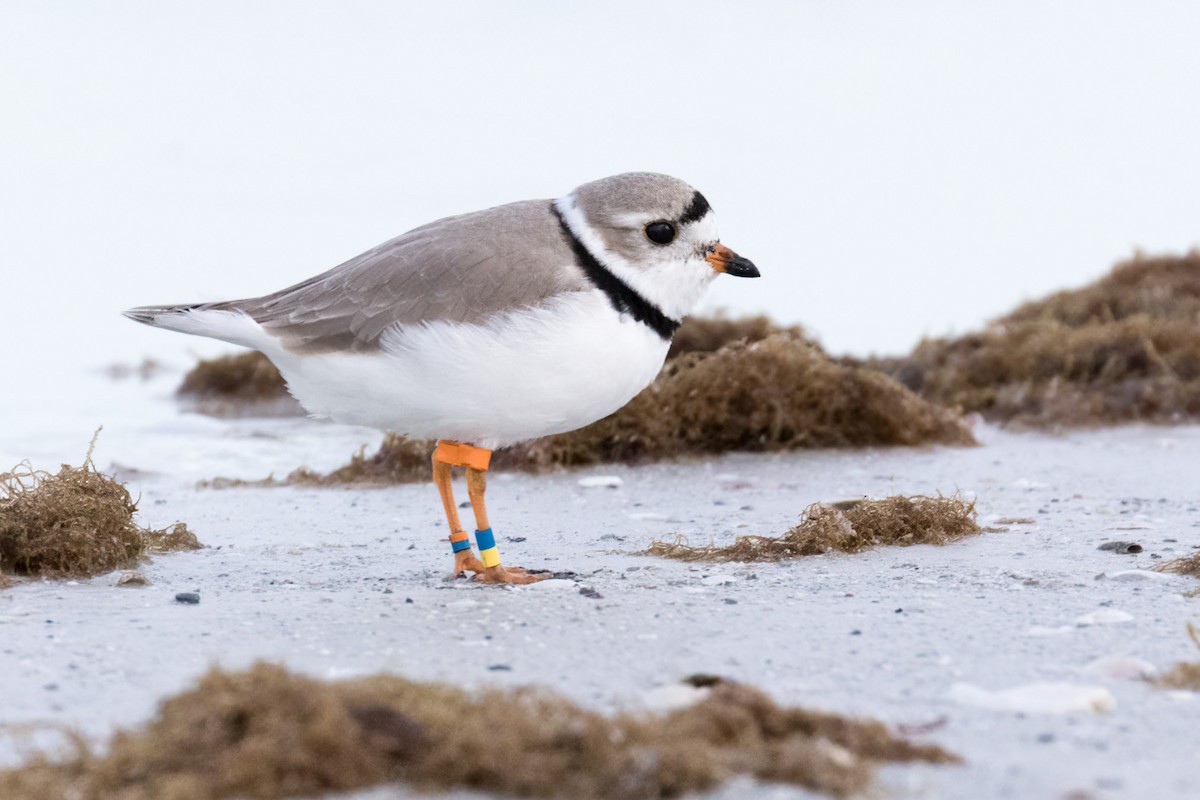 Piping Plover - ML617579003