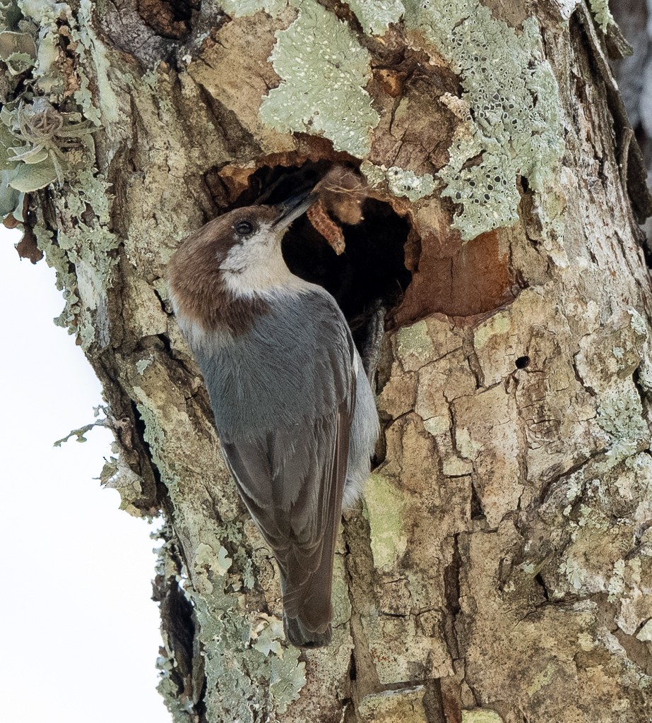 Brown-headed Nuthatch - ML617579013
