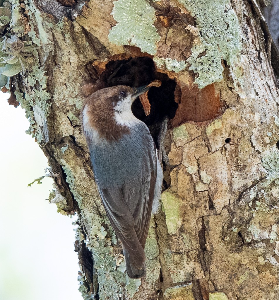 Brown-headed Nuthatch - Kevin Rutherford