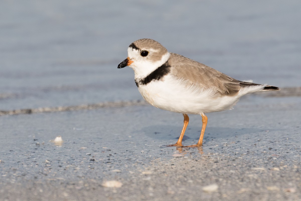 Piping Plover - ML617579020