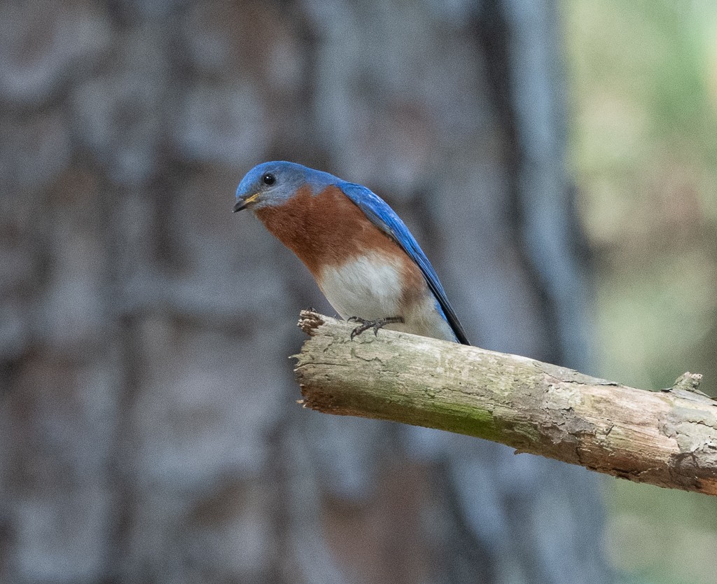 Eastern Bluebird - Kevin Rutherford