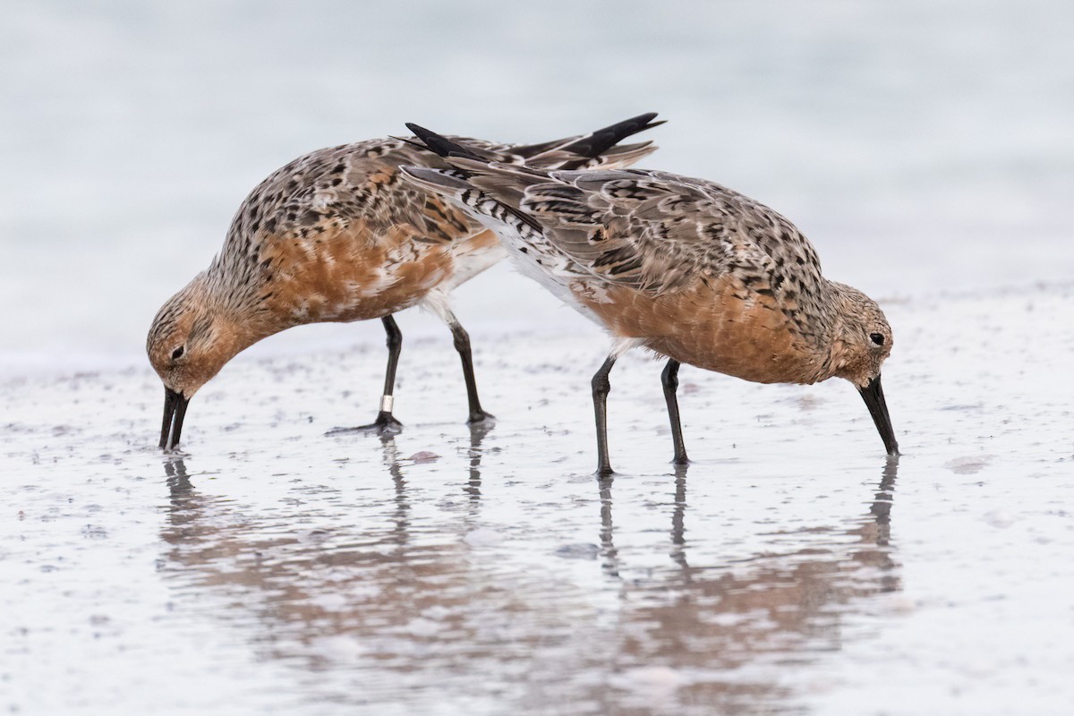 Red Knot - ML617579054