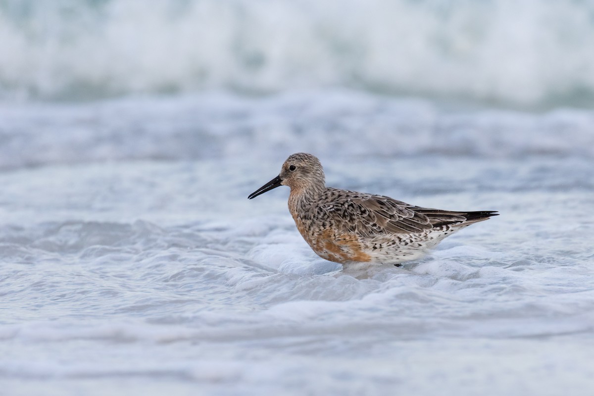 Red Knot - ML617579064