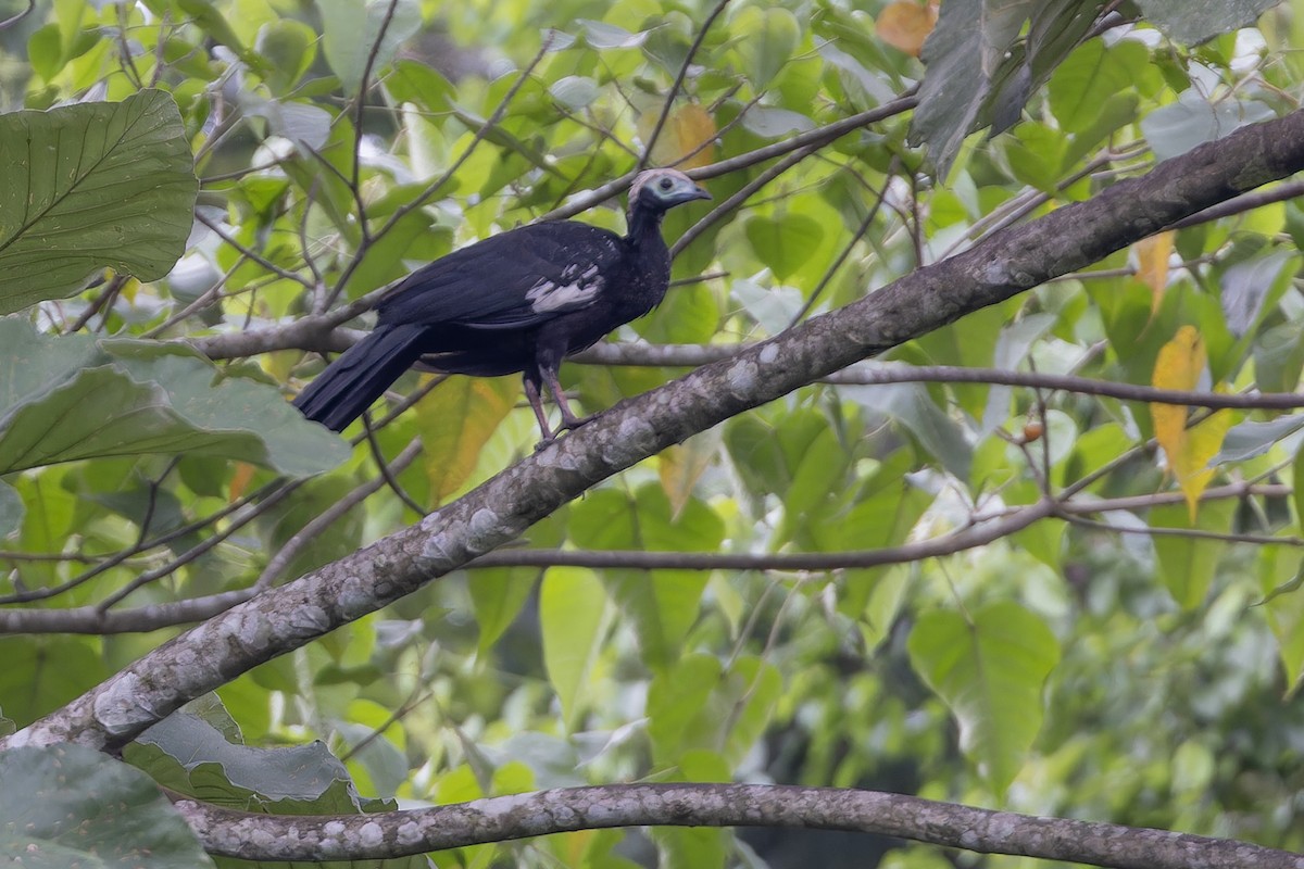 Blue-throated Piping-Guan - ML617579066