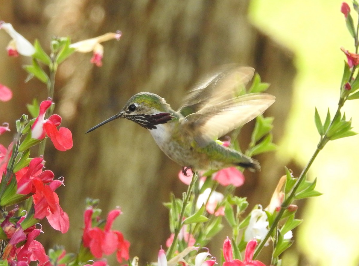 Calliope Hummingbird - ML617579113
