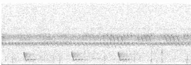Large-tailed Nightjar - ML617579126