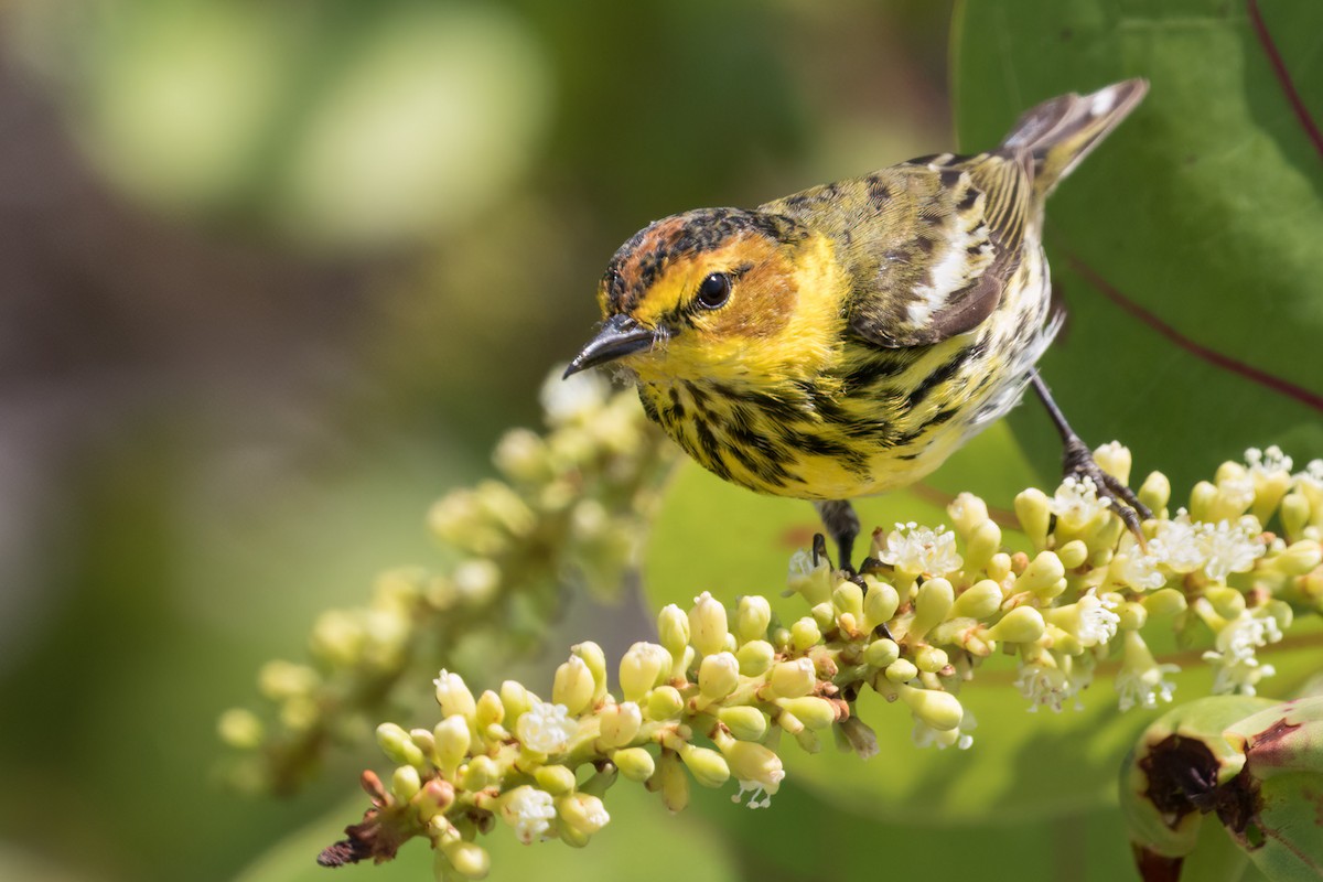 Cape May Warbler - ML617579153