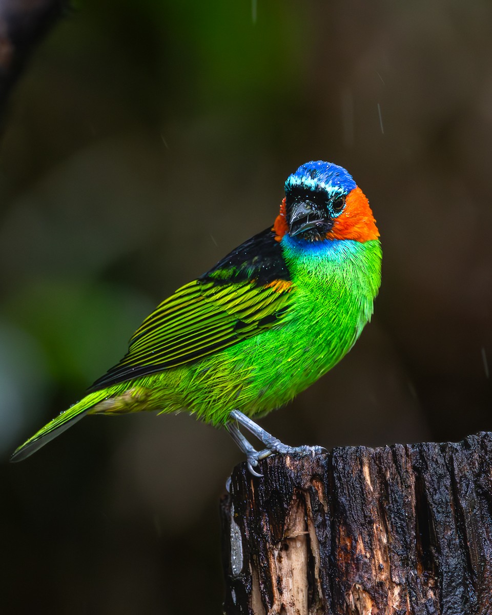 Red-necked Tanager - ML617579159