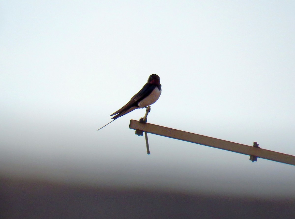 Barn Swallow (White-bellied) - ML617579175