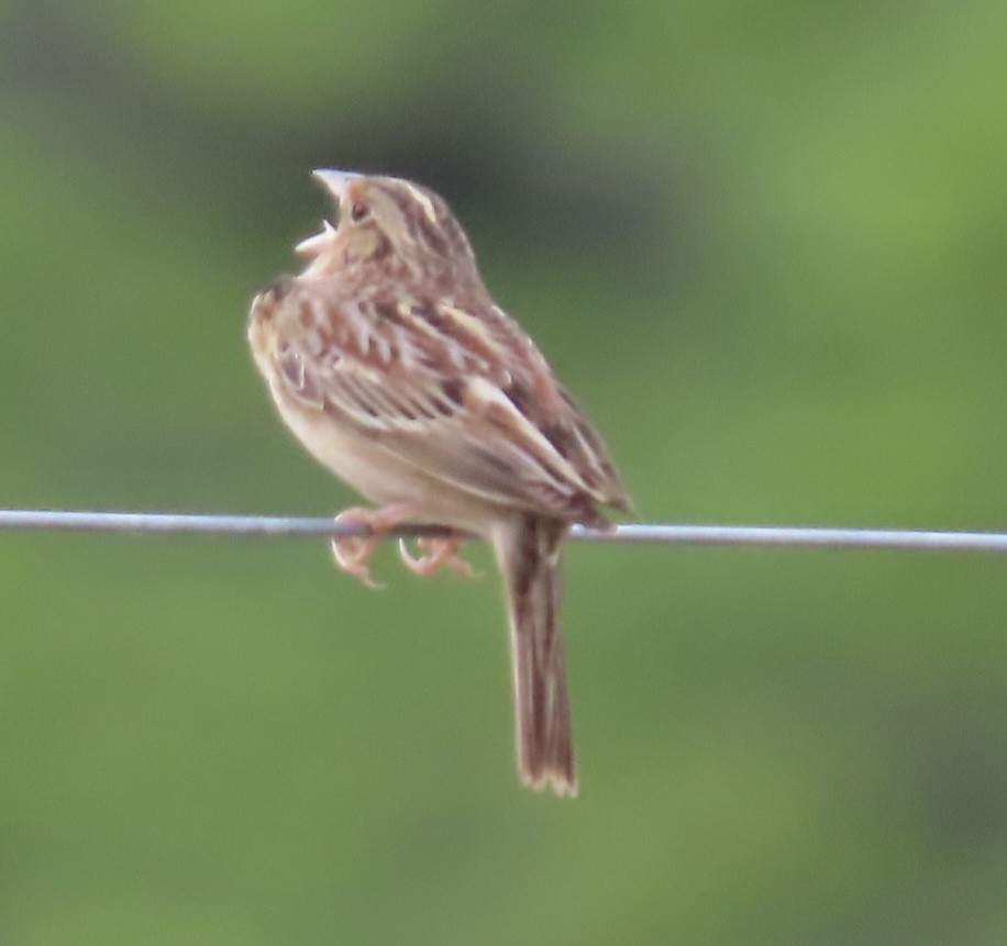 Grasshopper Sparrow - ML617579191
