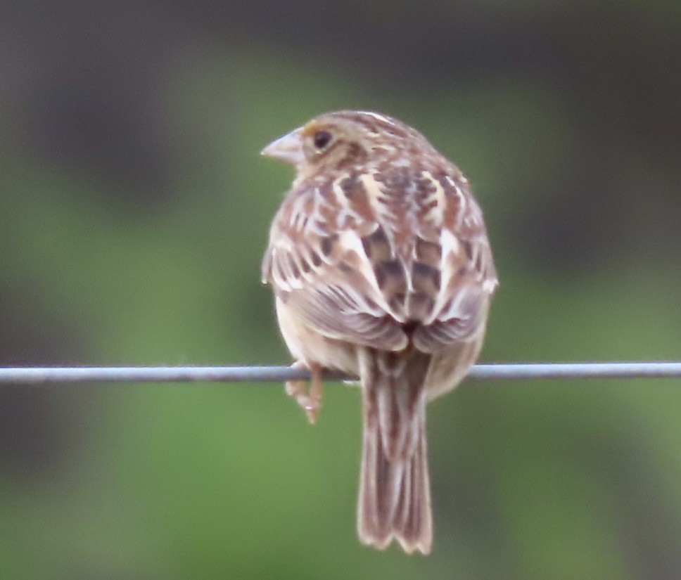 Grasshopper Sparrow - ML617579192