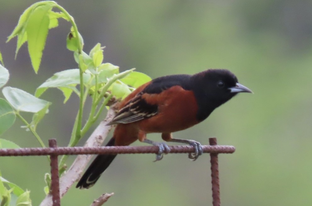 Orchard Oriole - ML617579206