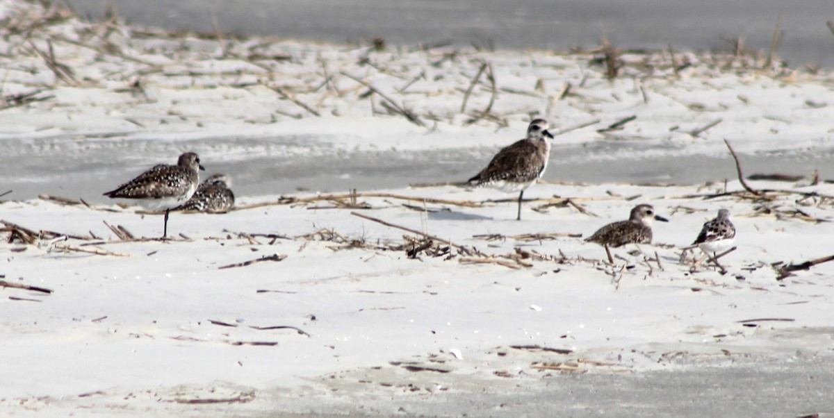 Black-bellied Plover - Joe and Amy Taylor