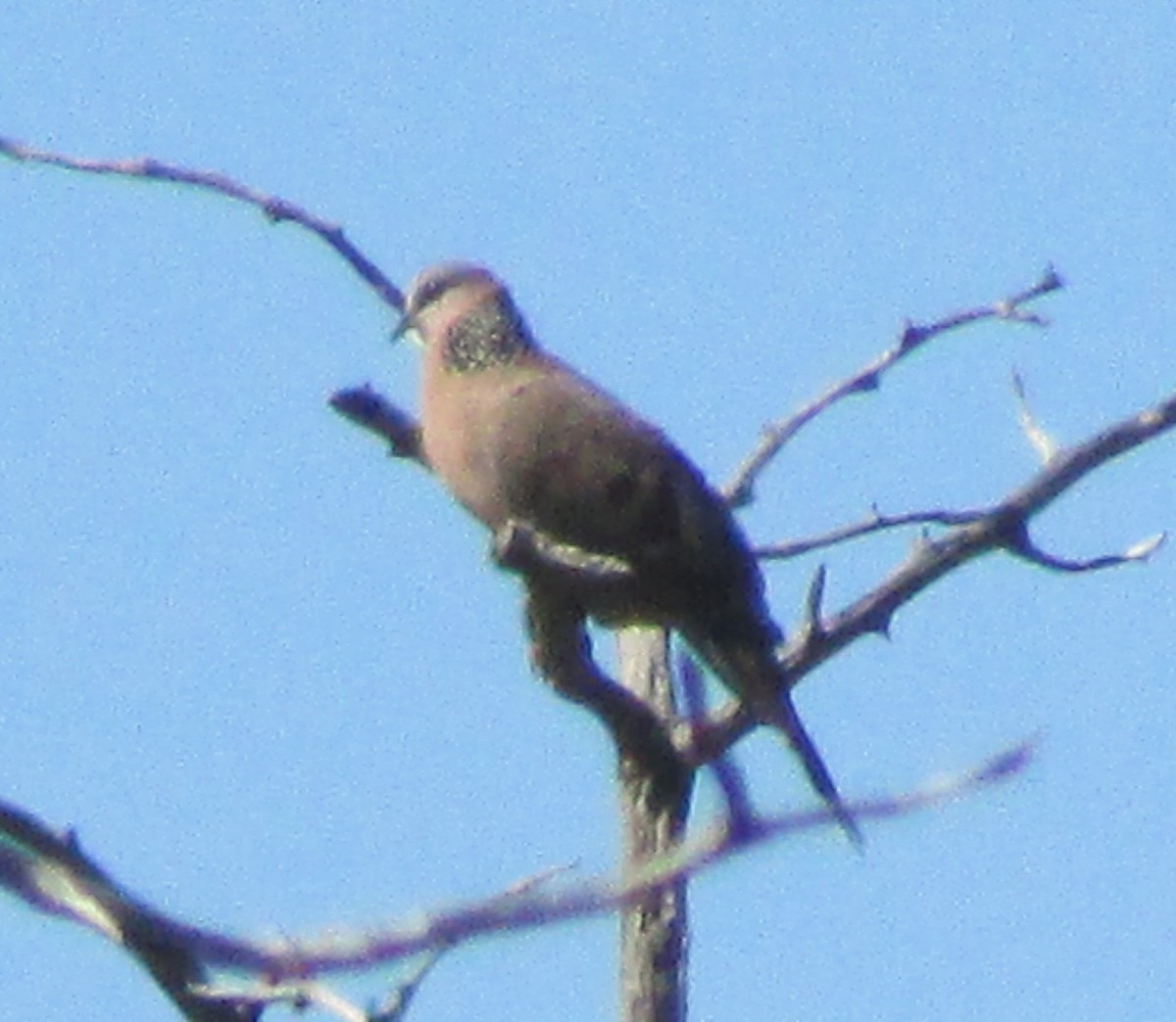Spotted Dove - ML617579221